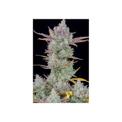 Gorilla Cookies Auto, Фасовка: 1